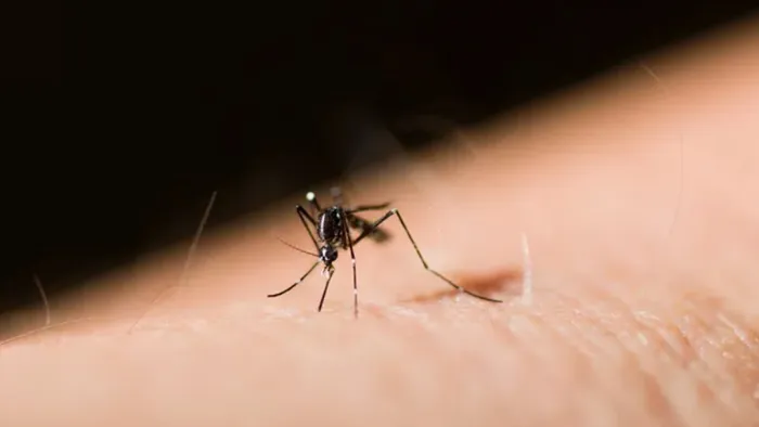 Hastanelere sivrisinek başvuruları arttı