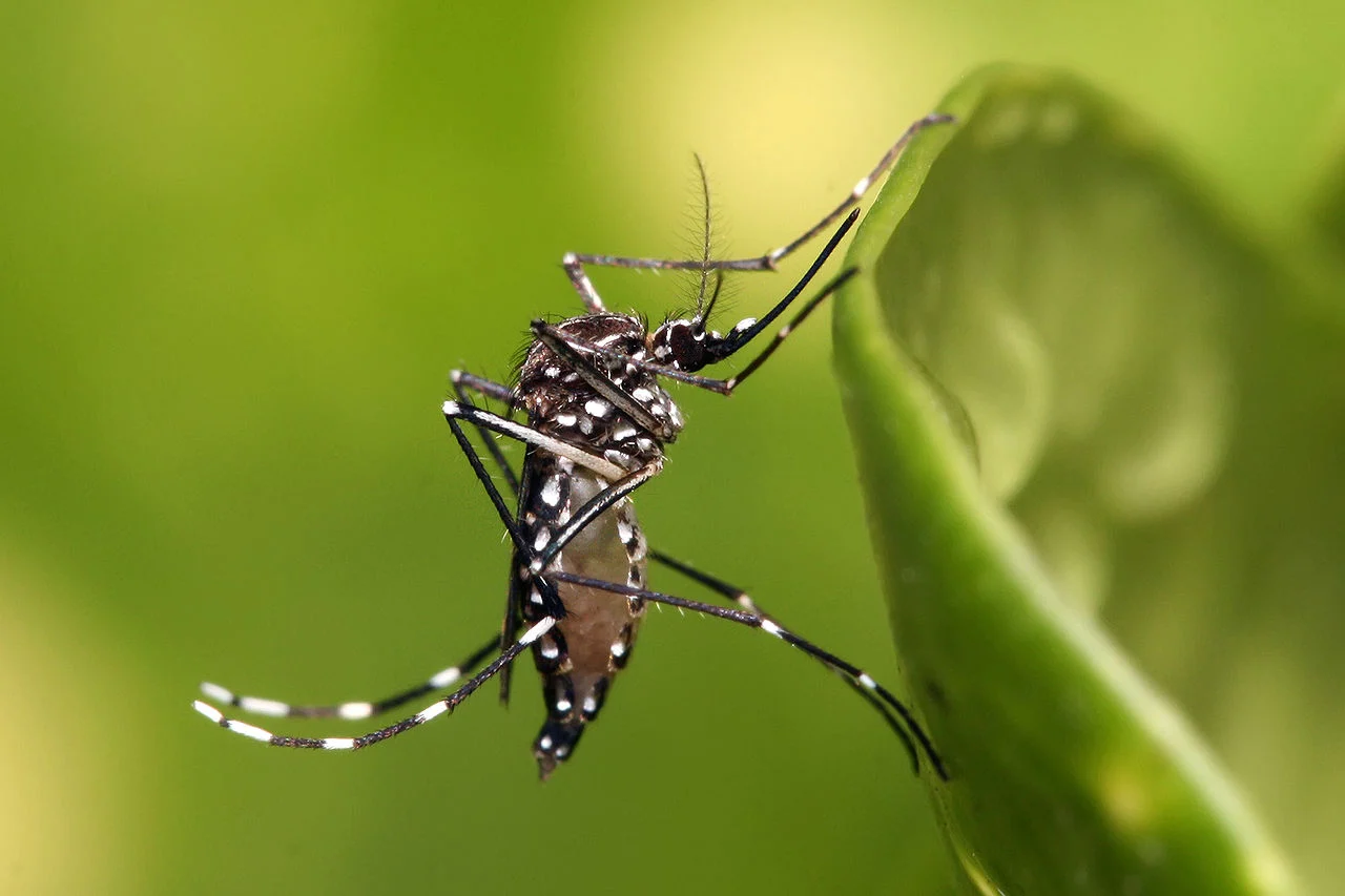 Aedes Egypti Her An İstanbul'a Gelebilir!